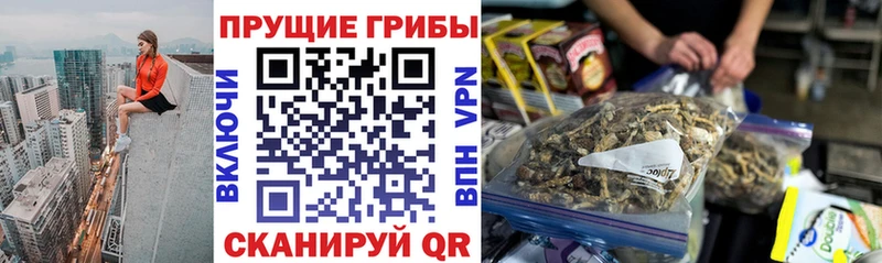 Псилоцибиновые грибы Cubensis  omg как войти  Сковородино 